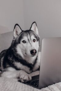 job search scams